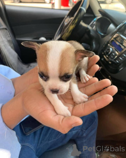 Photo №2 to announcement № 137589 for the sale of chihuahua - buy in United States breeder
