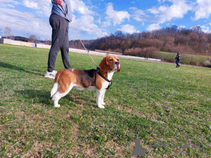 Photo №3. beagle. Serbia