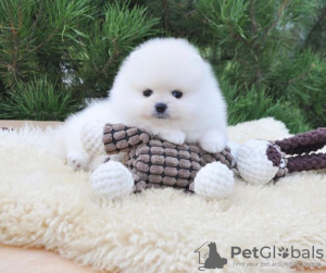 Photo №1. pomeranian - for sale in the city of Buffalo | 280$ | Announcement № 83573