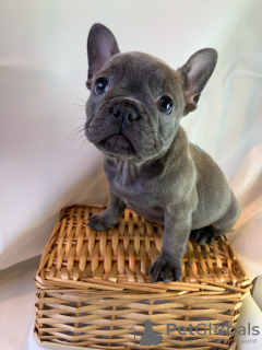 Additional photos: Adorable French bulldog Puppies for free adoption