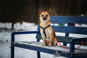 Additional photos: Little dog Suri is in good hands.