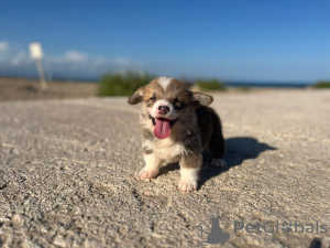 Photo №3. cachorros Corgi. Spain