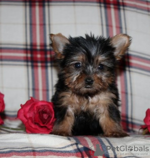Photo №1. yorkshire terrier - for sale in the city of New York | negotiated | Announcement № 87012