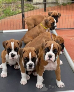 Photo №1. boxer - for sale in the city of Cologne | 310$ | Announcement № 174949