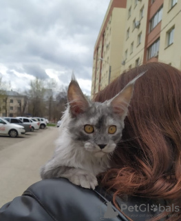 Photo №1. maine coon - for sale in the city of Tolyatti | 1$ | Announcement № 10262