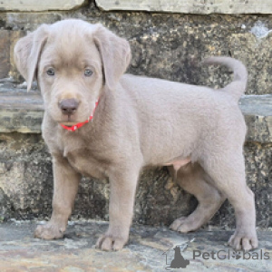 Photo №1. labrador retriever - for sale in the city of Munich | 413$ | Announcement № 166535