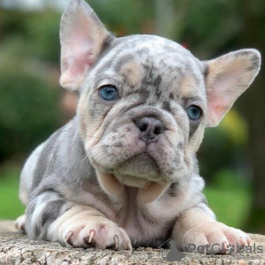 Photo №4. I will sell french bulldog in the city of Berlin. private announcement, from nursery, breeder - price - 100$