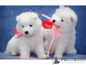 Photo №1. samoyed dog - for sale in the city of Brussels | negotiated | Announcement № 124787