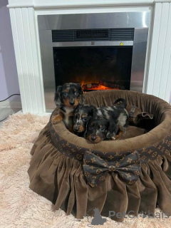 Photo №1. dachshund - for sale in the city of New Garden | 1548$ | Announcement № 169098