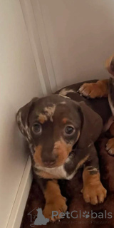 Photo №2 to announcement № 166519 for the sale of dachshund - buy in Belgium 