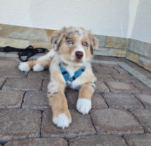 Photo №1. australian shepherd - for sale in the city of Ostrava | Is free | Announcement № 120280