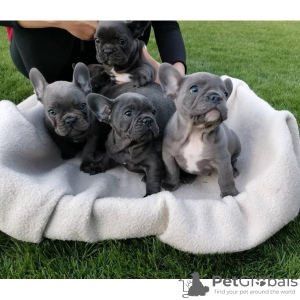 Photo №1. french bulldog - for sale in the city of Degernes | 300$ | Announcement № 78002