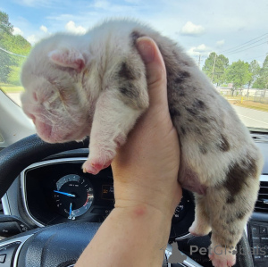 Photo №3. 2 Amazing English Bulldog puppies looking for good homes!!!. Germany