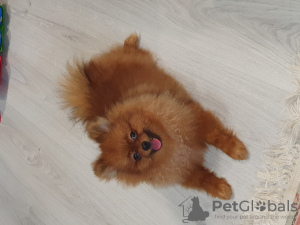 Photo №2 to announcement № 36935 for the sale of pomeranian - buy in Russian Federation private announcement