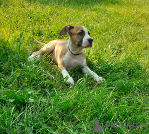 Photo №1. american staffordshire terrier - for sale in the city of Obukhov | 1000$ | Announcement № 57547