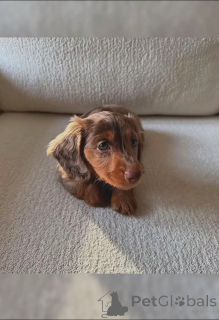 Photo №2 to announcement № 141766 for the sale of dachshund - buy in Switzerland breeder