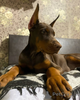 Photo №3. Doberman puppies. Germany