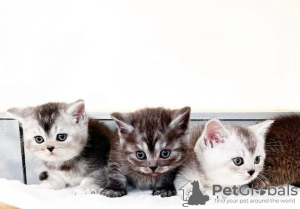 Photo №3. British Shorthair kittens. United States