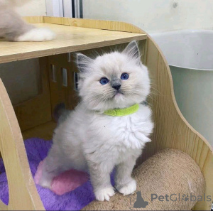 Photo №2 to announcement № 161010 for the sale of ragdoll - buy in Finland 