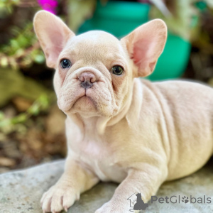 Photo №3. Honey French Bulldog Female 12 weeks old Ready to go home. United States