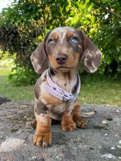 Photo №1. dachshund - for sale in the city of Delémont | negotiated | Announcement № 158143