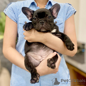 Photo №3. Our adorable French Bulldog puppies. Germany