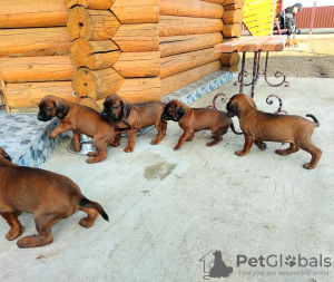 Photo №2 to announcement № 10171 for the sale of bavarian mountain hound - buy in Belarus from nursery