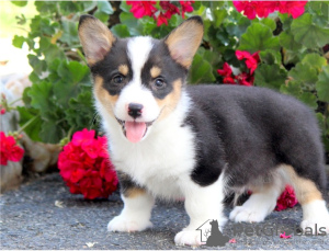 Photo №2 to announcement № 124797 for the sale of welsh corgi - buy in Austria 