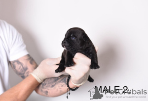 Photo №3. Pocket Micro American Bully puppies. Serbia