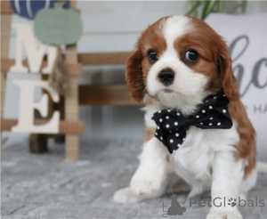 Photo №1. cavalier king charles spaniel - for sale in the city of Degerfors | negotiated | Announcement № 170449