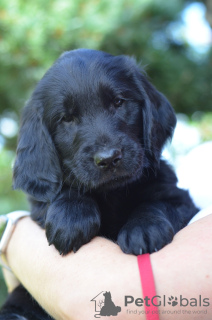 Photo №3. Puppies of Flat Coated Retriever with papers. Finland