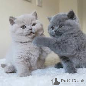Photo №1. british shorthair - for sale in the city of Espoo | 516$ | Announcement № 171550