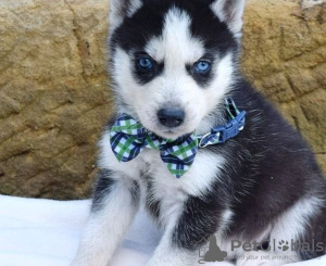 Photo №1. siberian husky - for sale in the city of Freiburg im Breisgau | negotiated | Announcement № 133640