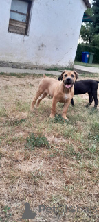 Additional photos: Boerboel South African Mastiff