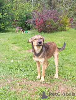 Photo №3. Lesya puppy in good hands.. Russian Federation