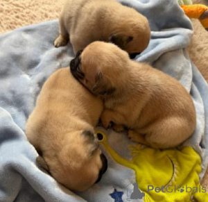 Photo №1. pug - for sale in the city of Atlanta | Is free | Announcement № 175310