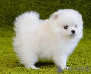 Photo №1. pomeranian - for sale in the city of Prague | 300$ | Announcement № 111198