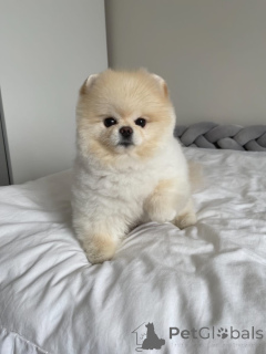 Photo №1. pomeranian - for sale in the city of Frankfurt | negotiated | Announcement № 167224