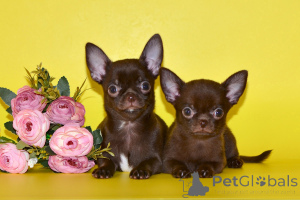 Photo №1. chihuahua - for sale in the city of Moscow | negotiated | Announcement № 151569