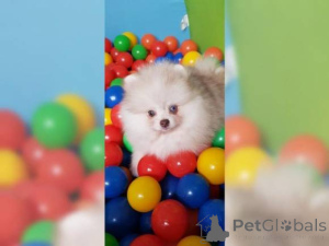 Photo №1. pomeranian - for sale in the city of Aalborg | negotiated | Announcement № 167121