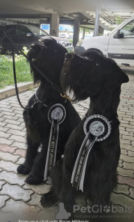 Photo №2 to announcement № 126404 for the sale of giant schnauzer - buy in Serbia 