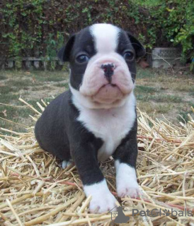 Photo №2 to announcement № 13645 for the sale of boston terrier - buy in United Kingdom private announcement