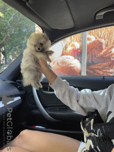 Photo №2 to announcement № 117047 for the sale of pomeranian - buy in Croatia private announcement