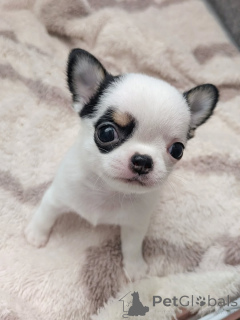 Photo №4. I will sell chihuahua in the city of Helsinki. private announcement, from the shelter - price - 516$