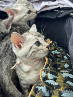 Photo №2 to announcement № 152764 for the sale of bengal cat - buy in Switzerland private announcement