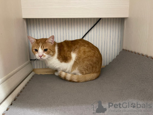 Additional photos: Charming red cat Bonechka is looking for a home and a loving family!