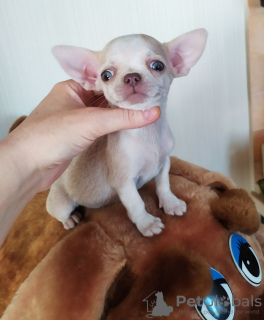 Photo №1. chihuahua - for sale in the city of Munich | 317$ | Announcement № 105276