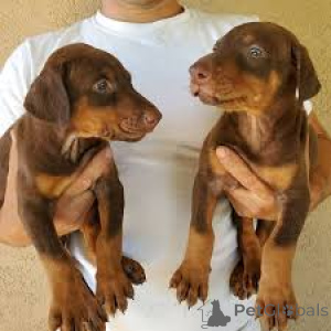 Photo №2 to announcement № 167115 for the sale of dobermann - buy in Belgium private announcement, breeder