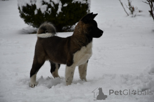 Photo №4. I will sell american akita in the city of Leskovac. breeder - price - negotiated