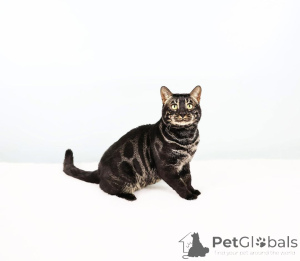 Photo №3. Gorgeous Bengal Kittens with Exotic Rosettes for Sale. Switzerland